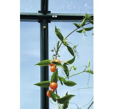 Tomatenplant in een kas