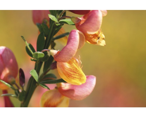 Close-up van een bremstruik met bladeren