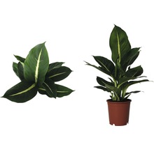 Dieffenbachia kamerplant in pot, twee aanzichten