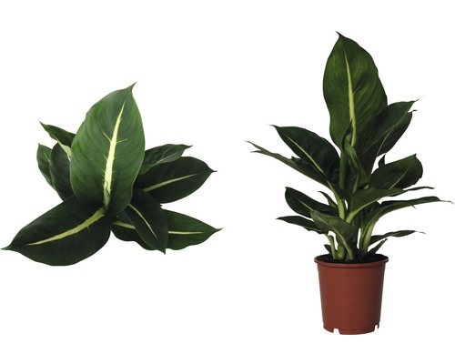 Dieffenbachia kamerplant in pot, twee aanzichten