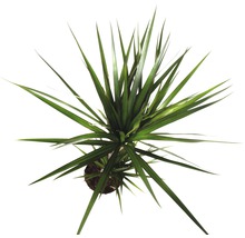 Drakenboom kamerplant in pot van bovenaf