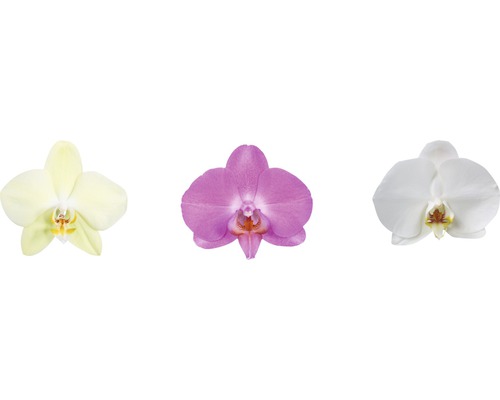 Drie afzonderlijke orchideeën bloemen