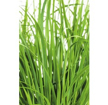 Close-up van gras