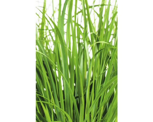 Close-up van gras