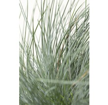 Blauwgras in detail