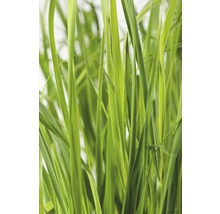 Close-up van gras