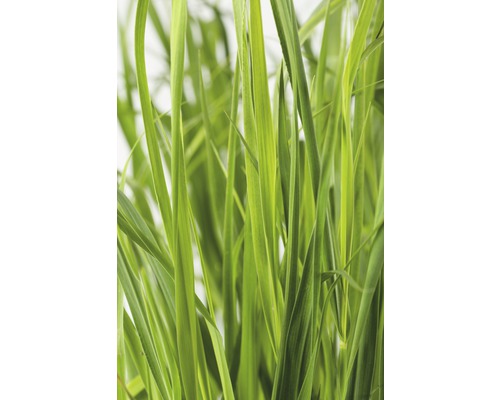 Close-up van gras