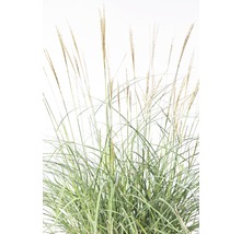 FloraSelf Prachtriet Miscanthus sinensis 'Adagio' potmaat Ø 14 cm H 10-40 cm