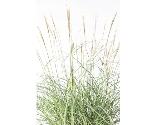 Chinees riet in detail