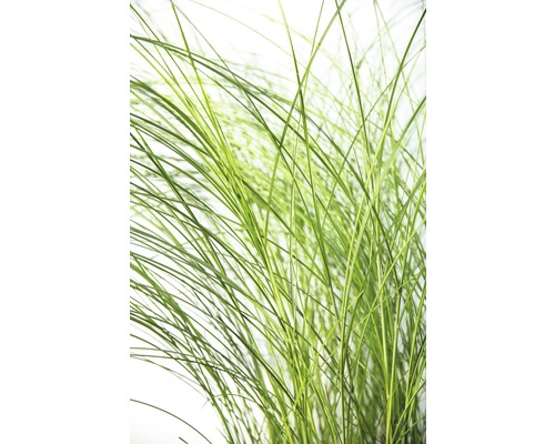 Grasstengel close-up