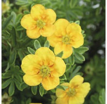 Gele potentilla bloemen met groene bladeren