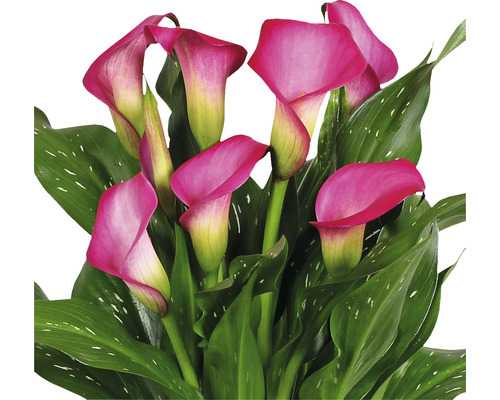 Roze kamercalla met groene bladeren