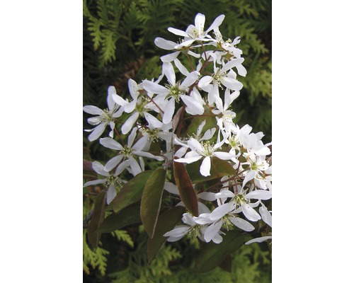 Krentenboompje Amelanchier lamarckii H 50-60 cm