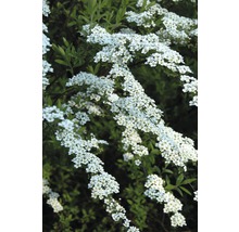 FLORASELF Spierstruik Spiraea arguta potmaat Ø 28,0 cm H 80-100 cm