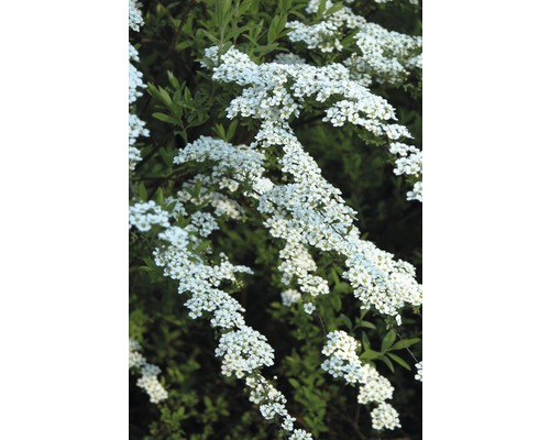FLORASELF Spierstruik Spiraea arguta potmaat Ø 28,0 cm H 80-100 cm