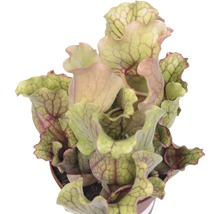 Vleesetende plant in pot