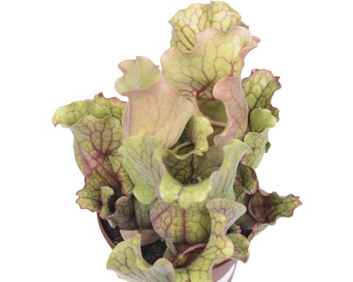 Vleesetende plant in pot