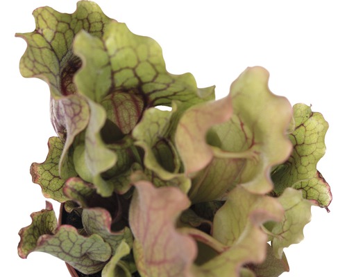 Vleesetende plant in pot, Sarracenia