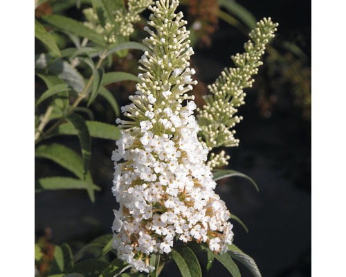FLORASELF Vlinderstruik Buddleja davidii potmaat Ø 19 cm H 60-80 cm