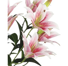 Close-up van roze leliebloemen met groene bladeren.