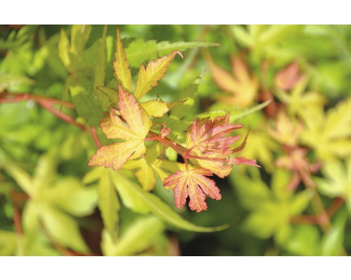 Close-up van een Japanse esdoorn met fijne bladeren