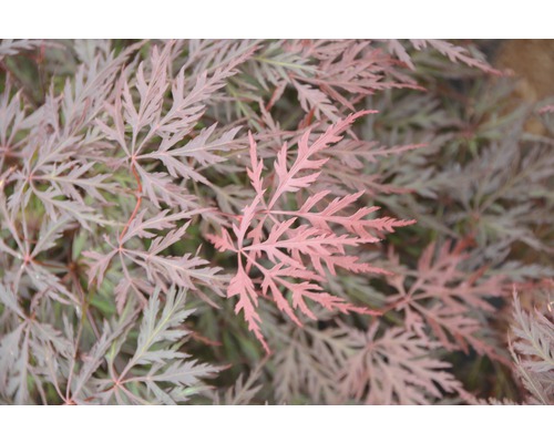 Close-up van een Japanse esdoorn met fijn blad.