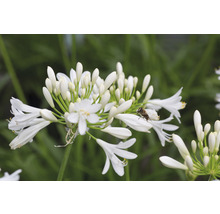 Close-up van een witte Afrikaanse lelie met een bij