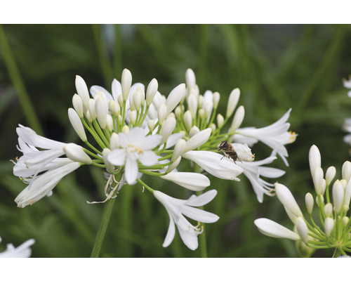 Close-up van een witte Afrikaanse lelie met een bij