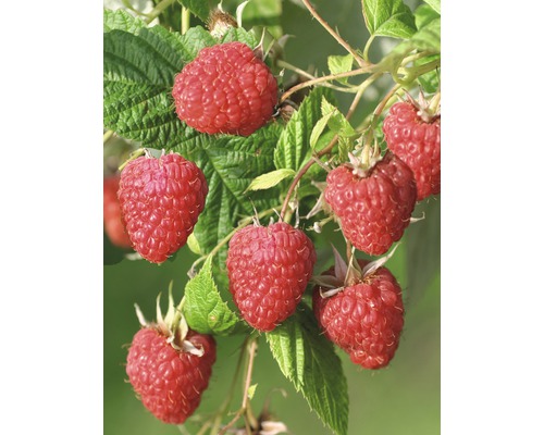 HOF:OBST Fruitstruik Rubus idaeus 'Malling Happy' potmaat Ø 20 cm H 30-40 cm Close-up van frambozen aan een struik