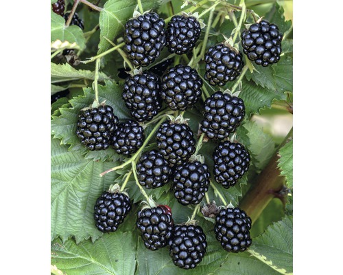 FLORASELF Braam Rubus fruticosus 'Navaho Bigandearly' ® potmaat Ø20 cm H 30-40 cm Close-up van bramen aan de struik