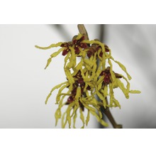 FLORASELF® Toverhazelaar Hamamelis mollis 'Arnold Promise' potmaat Ø cm
