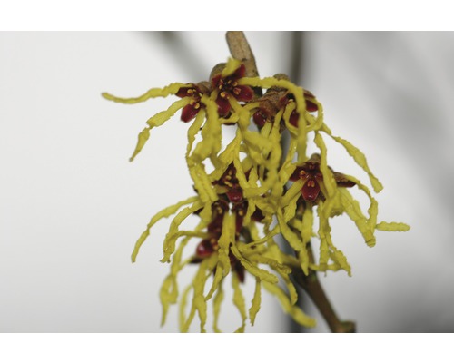 Bloeiwijze van de toverhazelaar met gele bloemblaadjes en rode kelkblaadjes