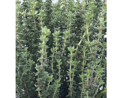 Keukentijm Thymus vulgaris 'Faustini' potmaat Ø 11.0 cm H 5-20 cm