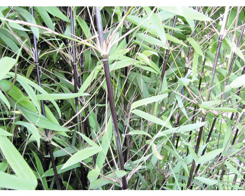 Bamboe Fargesia nitidia 'Black Pearl' H 40-50 cm