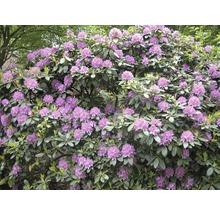 Rhododendronstruik met bloemen en bladeren in de tuin
