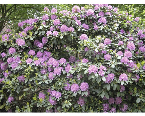 FLORASELF Azalea Rhododendron 'Catawbiense Grandiflorum' potmaat Ø34 cm H 60-70 cm