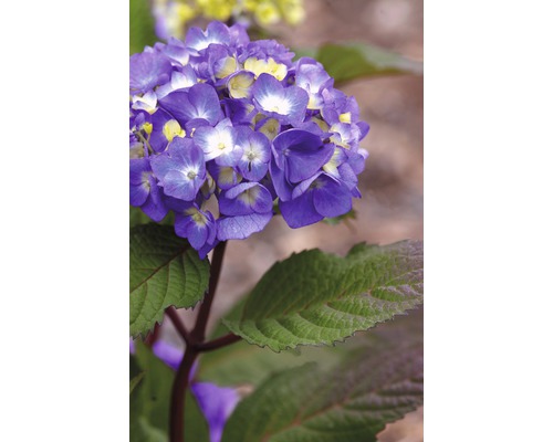 Close-up van een paarse hortensiabloem met groene bladeren