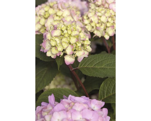 Close-up van een hortensia met bladeren