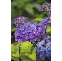 FLORASELF® Hortensia Hydrangea 'Endless Summer Summerlove' Purple
