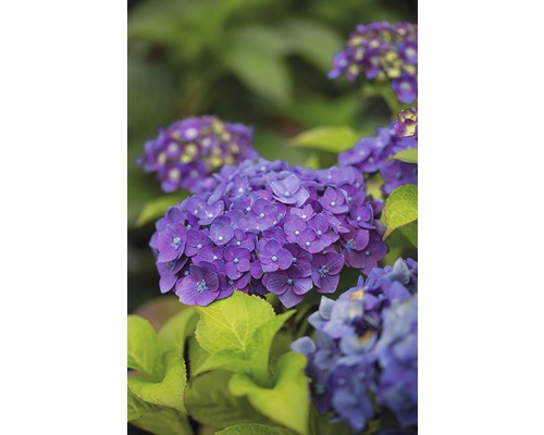 Close-up van een blauwe hortensiabloem met groene bladeren