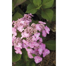 FLORASELF® Hortensia Hydrangea 'Endless Summer Twist-n-Shout' Pink