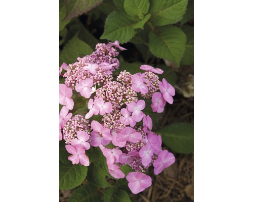 Close-up van een roze schermbloem hortensia met groene bladeren