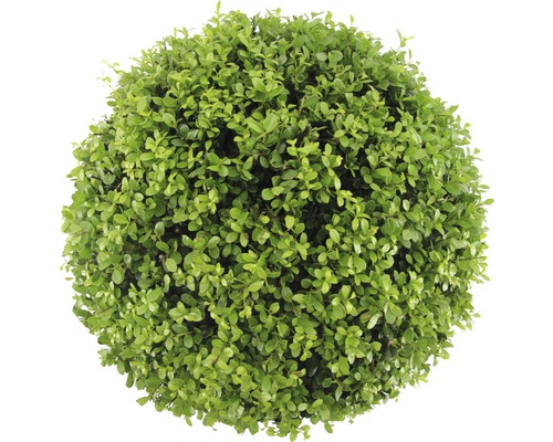 Groenblijvende buxus in bolvorm