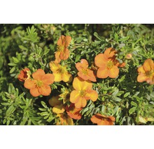 Oranje bloeiende Potentilla plant met groene bladeren.