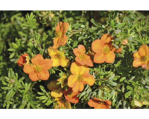 FLORASELF Ganzerik Potentilla fruticosa "Bella Sol"® potmaat Ø 21,0 cm H 30-40 cm Oranje bloeiende Potentilla plant met groene bladeren.
