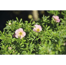 Vijfvingerkruid met roze bloemen