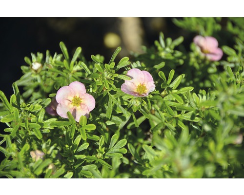 FLORASELF Ganzerik Potentilla fruticosa "Bellissima"® potmaat Ø 21.0 cm H 30-40 cm