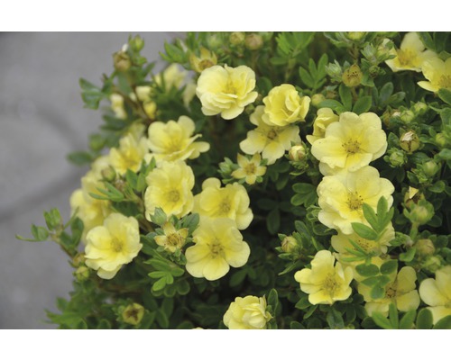 FLORASELF Ganzerik Potentilla fruticosa "Lemon Meringue"® potmaat Ø 21 cm H 30-40 cm