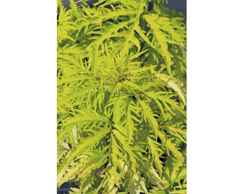 FLORASELF Trosvlier Sambucus racemosa "Sutherland Gold" potmaat Ø 23.0 cm H 40-60 cm FLORASELF Trosvlier Sambucus racemosa "Sutherland Gold" potmaat Ø 23.0 cm H 40-60 cm