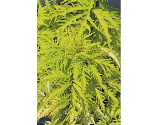 FLORASELF Trosvlier Sambucus racemosa "Sutherland Gold" potmaat Ø 23.0 cm H 40-60 cm